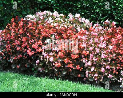 BEGONIA SEMPERFLORENS GEMISCHT (WACHS BEGONIA) Stockfoto