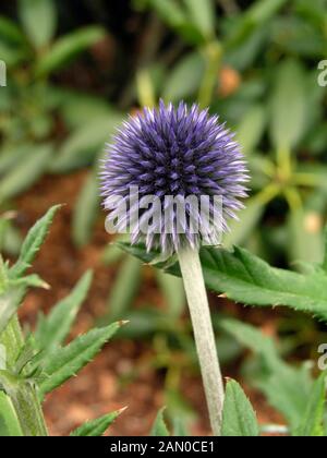 ECHINOPS RITRO VEITCHS BLUE (GLOBE THISTLE) Stockfoto