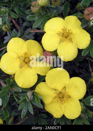 POTENTILLA FRUTICOSA GOLD STAR (STRAUCHIGE FINGERKRAUT) Stockfoto