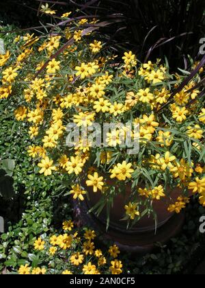 ZINNIA ANGUSTIFOLIA STAR GOLD Stockfoto