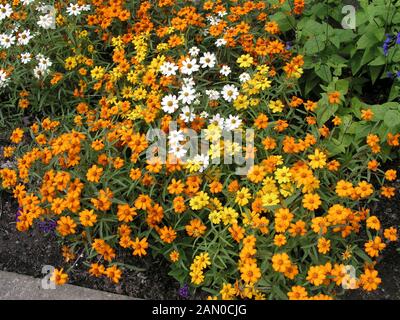 ZINNIA ANGUSTIFOLIA STAR BRIGHT GEMISCHT (JUGEND UND ALTER) Stockfoto