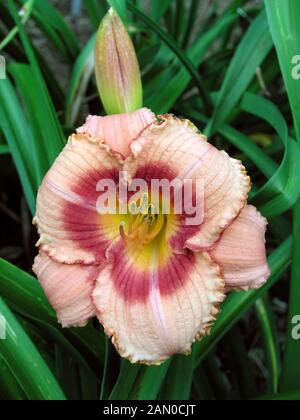 HEMEROCALLIS STRAWBERRY CANDY (TAGLILIE) Stockfoto