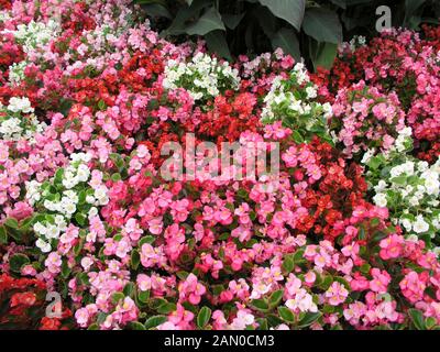 BEGONIA SEMPERFLORENS GEMISCHT (WACHS BEGONIA) Stockfoto