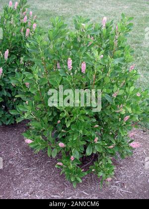 CLETHRA ALNIFOLIA RUBY SPICE (PAPRIKA BUSH) Stockfoto