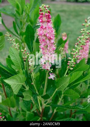 CLETHRA ALNIFOLIA RUBY SPICE (PAPRIKA BUSH) Stockfoto