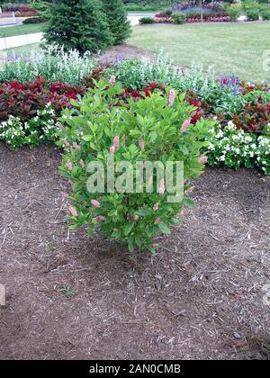 CLETHRA ALNIFOLIA RUBY SPICE (PAPRIKA BUSH) Stockfoto