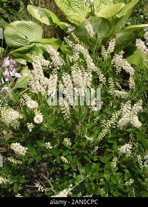 CLETHRA ALNIFOLIA HUMMINGBIRD (PAPRIKA BUSH) Stockfoto