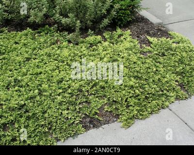 JUNIPERUS HORIZONTALIS MOTHER LODE Stockfoto