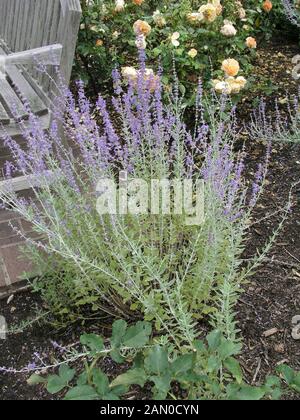 PEROVSKIA BLUE SPIRE (RUSSISCHER SALBEI) Stockfoto