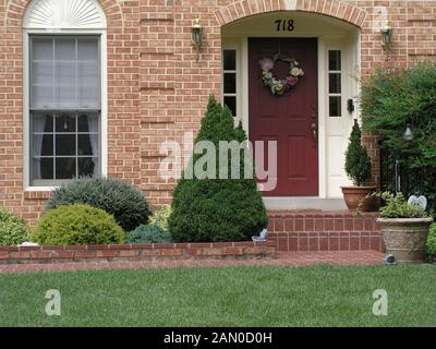 PICEA GLAUCA CONICA (ZWERG ALBERTA FICHTE) Stockfoto