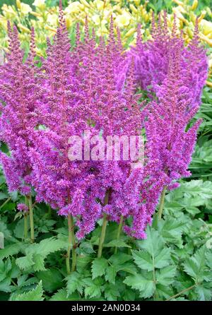 ASTILBE TAQUETTI SUPERBA Stockfoto