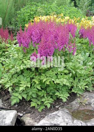 ASTILBE TAQUETTI SUPERBA Stockfoto