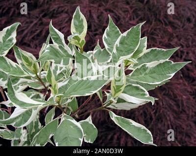 CORNUS ALBA ELEGANTISSIMA Stockfoto