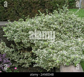 EUONYMUS FORTUNEI EMERALD GAIETY Stockfoto