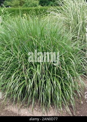 PANICUM VIRGATUM KRIEGER (AMERIKANISCHE SCHALTER GRASS) Stockfoto