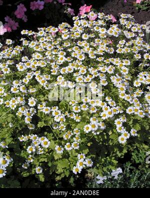 TANACETUM PARTHENIUM GOLDENE FEDER (MUTTERKRAUT) Stockfoto