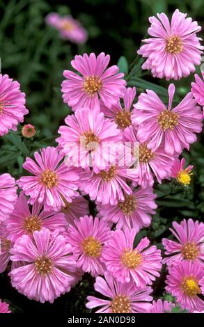 ASTER NOVI BELGII PATRICIA BALLARD ROSA BLUMEN HAUTNAH Stockfoto