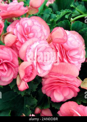 BEGONIA NONSTOP PINK Stockfoto