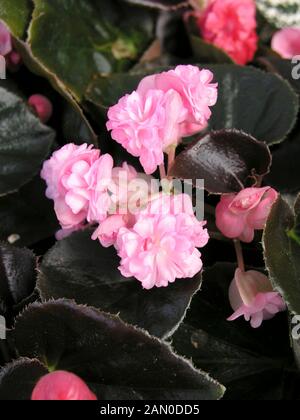 BEGONIA SEMPERFLORENS DOUBLET PINK Stockfoto