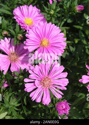 ASTER NOVI-BELGII PATRICIA BALLARD Stockfoto