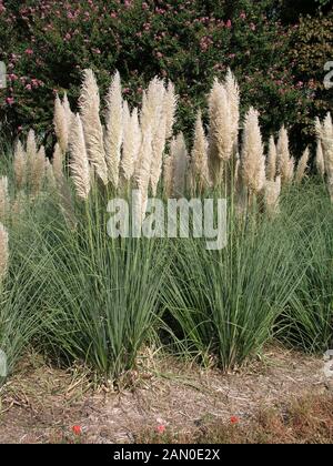 CORTADERIA SELLOANA PUMILA Stockfoto