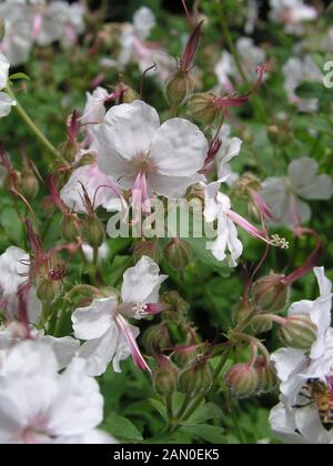 GERANIUM CANTABRIGIENSE BIOKOVO Stockfoto