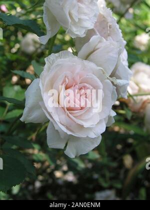 ROSA MORDEN BLUSH Stockfoto