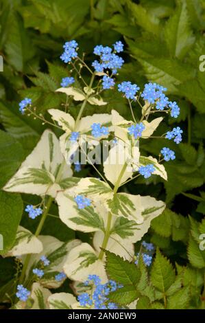 BRUNNERA MACROPHYLLA 'DAWSONS WHITE' (SY BRUNNERA MACROPHYLLA 'VARIEGATA') Stockfoto