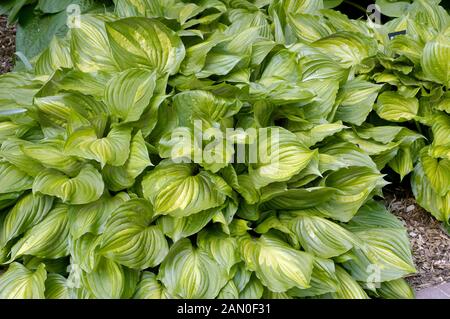 HOSTA VENTRICOSA AUREOMACULATA Stockfoto