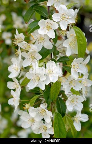 MALUS PROFESSOR SPRENGER (CRAB APPLE) Stockfoto