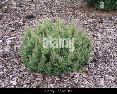 PINUS MUGO 'MOPS' (ZWERG-BERGKIEFER) Stockfoto