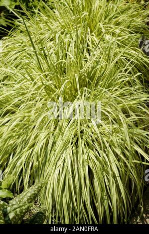 MOLINIA CAERULEA VARIEGATA Stockfoto