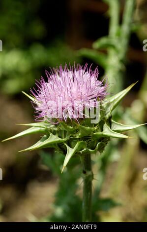 SILYBUM MARIANUM Stockfoto