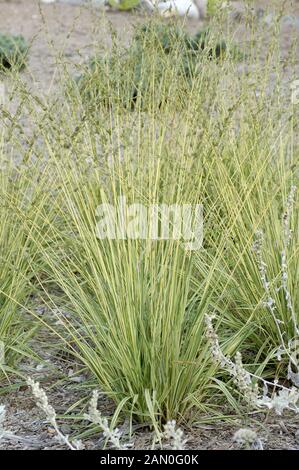 MOLINIA CAERULEA VARIEGATA Stockfoto