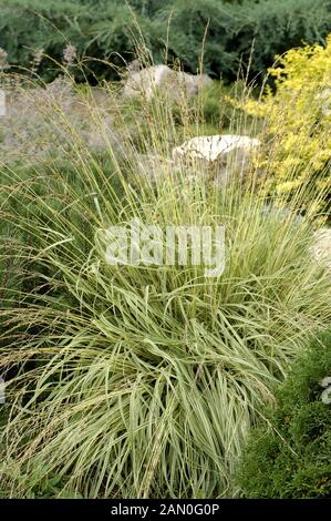 MOLINIA CAERULEA VARIEGATA Stockfoto