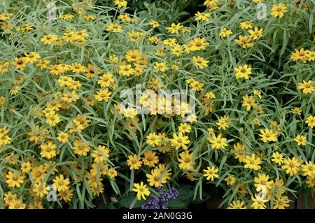 ZINNIA ANGUSTIFOLIA STAR GOLD Stockfoto