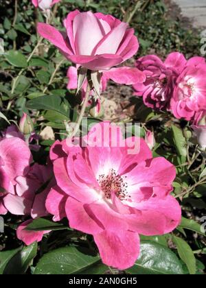 ROSA BRILLANT ROSA EISBERG Stockfoto