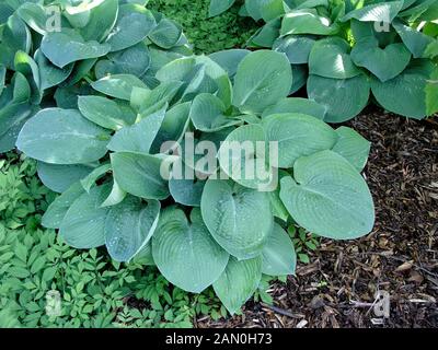 HOSTA BLUE VISION Stockfoto