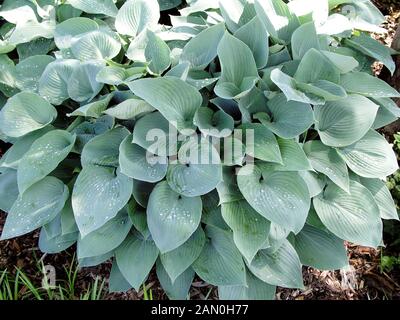 WEDGEWOOD HOSTA BLAU Stockfoto