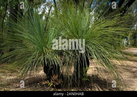 Australien, Gras Baum eine endemische Pflanze Stockfoto
