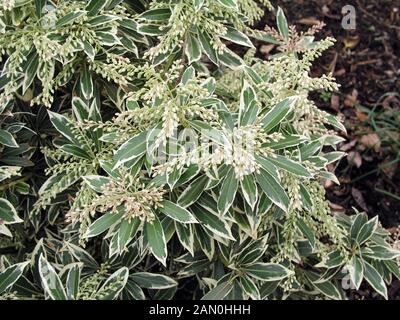 PIERIS JAPONICA FLAMING SILBER Stockfoto