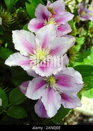 CLEMATIS 'PIILU' Stockfoto