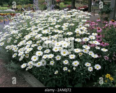 LEUCANTHEMUM SUPERBUM BECKY Stockfoto