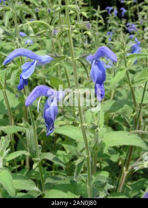 SALVIA PATENS BLAUER ENGEL Stockfoto