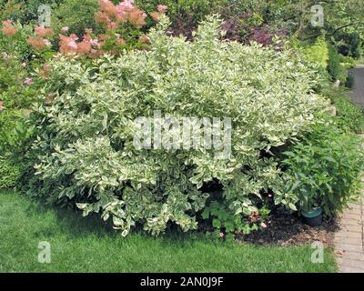 CORNUS STOLONIFERA SILBER & GOLD Stockfoto