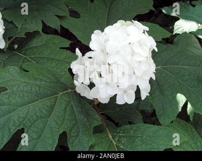 HYDRANGEA QUERCIFOLIA SNOW QUEEN Stockfoto