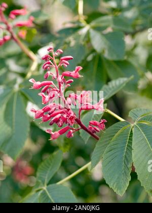 AESCULUS PAVIA ROTE ROSSKASTANIE ODER SCHARLACHROTE BUCKEYE Stockfoto