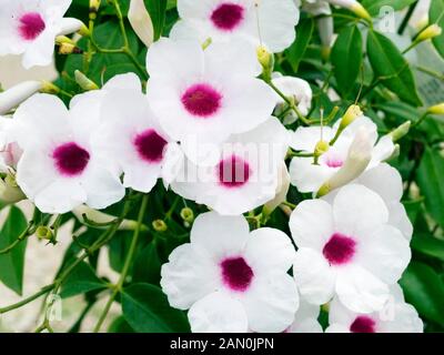 PANDOREA-JASMINOIDES BOWER REBE. Stockfoto