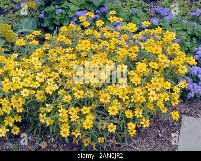 ZINNIA ANGUSTIFOLIA STAR GOLD Stockfoto