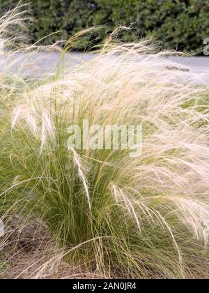 STIPA TENUISSIMA MEXIKANISCHES FEDERGRAS. Stockfoto